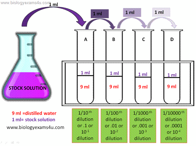 Serial dilution method microbiology